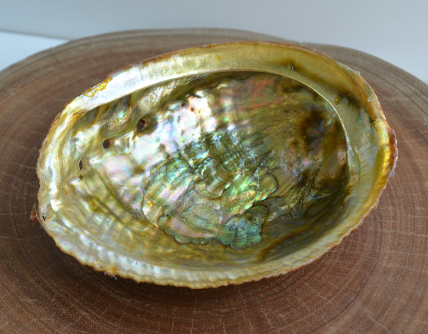 Abalone Shell Golden Polished