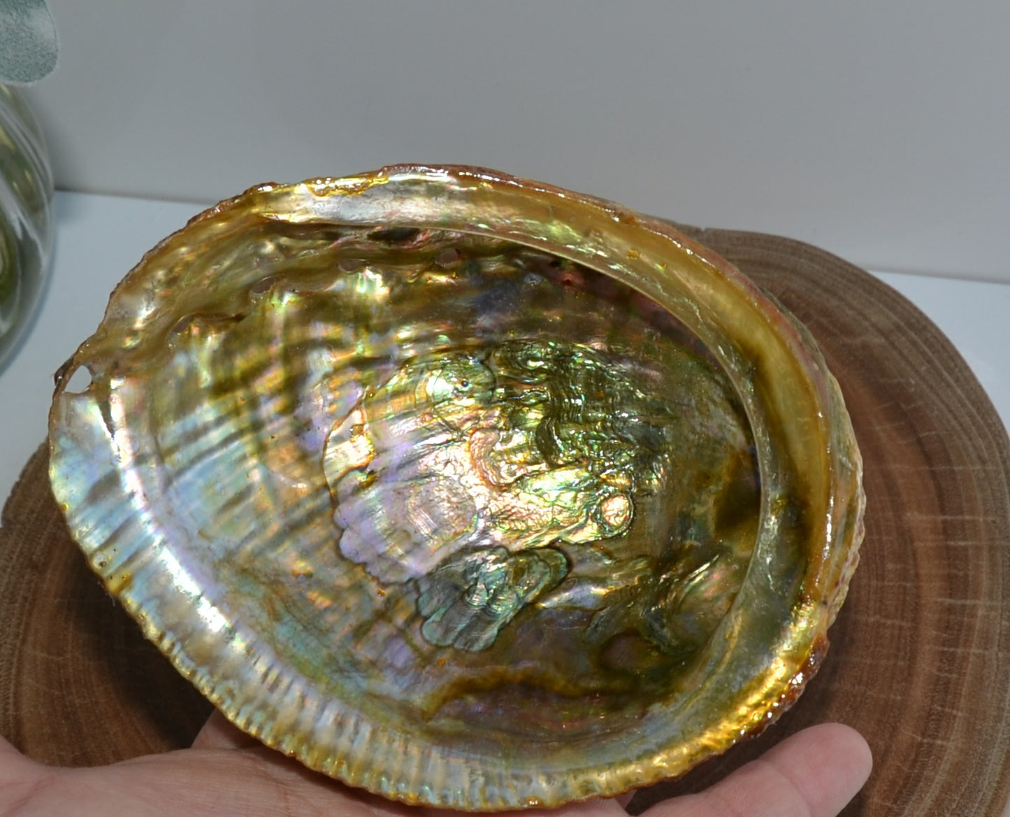 Abalone Shell Golden Polished