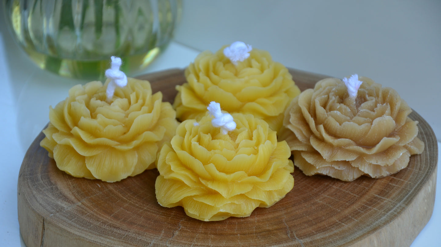 Beeswax Peony - Floral Garden